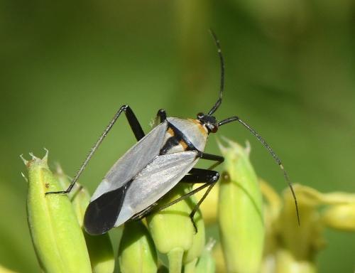 Réf. 230 343 : Calocoris nemoralis